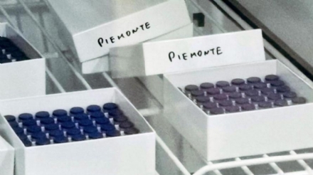 VACCINO ANTI COVID - Già somministrate 47.335 dosi in tutto il Piemonte