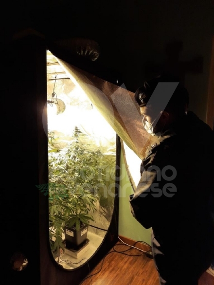 VENARIA - L'abitazione trasformata in piccola serra per coltivare l'amnesia: 43enne in manette