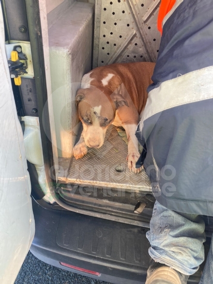TANGENZIALE DI TORINO - Due cani salvati dalla polizia stradale: uno è stato investito da un furgone