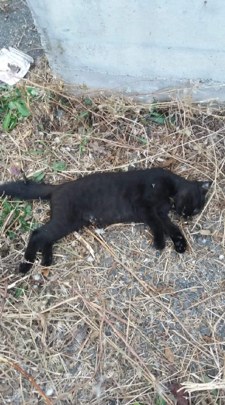 RIVOLI - Gattina uccisa da un bastone infilato nella pancia