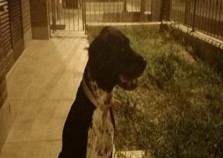 PIANEZZA - Prima la passeggiata e poi la morte: «ci hanno avvelenato il cane»