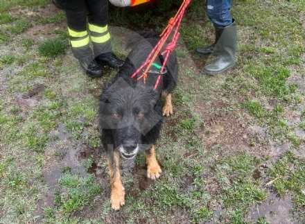 CASELLE - Il cane scappa al padrone e finisce nello Stura: salvato dai vigili del fuoco - FOTO