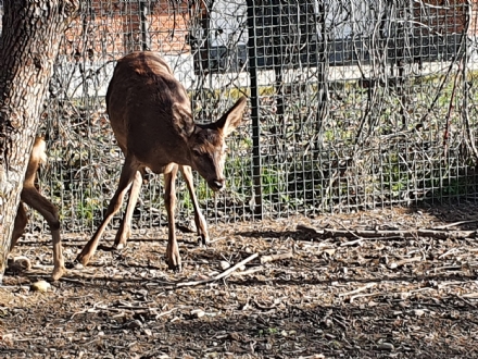 GRUGLIASCO - Salvati dal Canc tre giovani cervi e quattro caprioli - FOTO