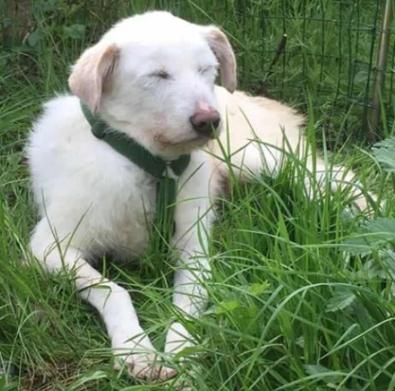 VAL DELLA TORRE - Snoopy cerca una casa e una famiglia