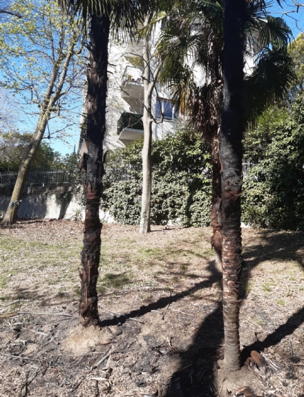 RIVOLI - Vandali in azione al parco Turati: bruciate 12 palme - FOTO