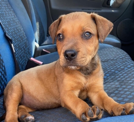 VENARIA - Cucciolo di cane abbandonato sulle rive del Ceronda: salvato grazie a due giovani