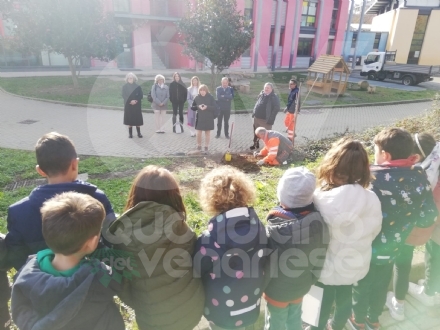 PIANEZZA - Alla primaria «Manzoni» successo per l'iniziativa «Un albero per il futuro» - FOTO