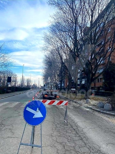 VENARIA - Dopo sei anni, vengono potati gli alberi in via Di Vittorio