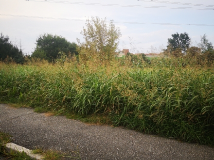 VENARIA - Protestano i residenti di via Chelli: «L'erba è troppo alta»