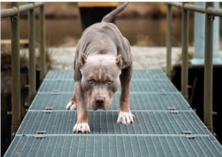 LANZO-CAFASSE - Pitbull e rottweiler aggrediscono un barboncino, feriti la padrona e un passante