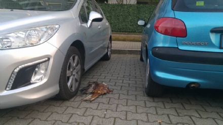 VENARIA - Rapace trovato morto in corso Puccini, vicino al teatro Concordia