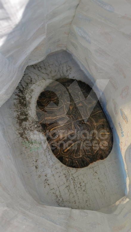 TARTARUGA ABBANDONATA in tangenziale dentro a un sacchetto di plastica: salvata dalla Polizia stradale - FOTO