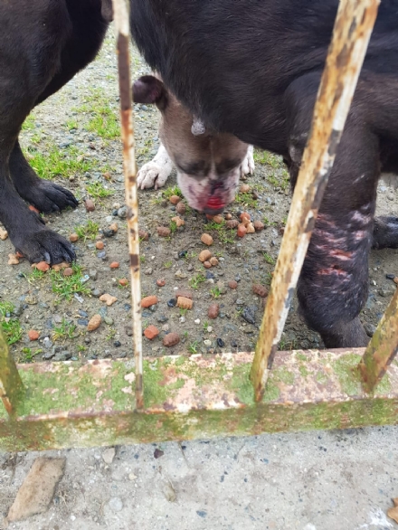 CASELLE - Abbandonati, senza cibo da venti giorni e feriti: salvati due cani