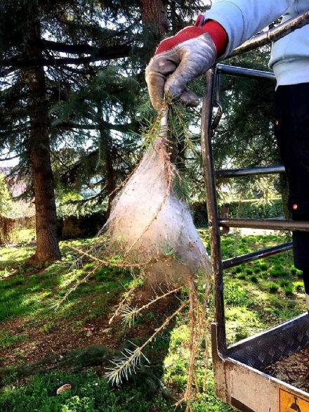 VENARIA - Partita la disinfestazione nei parchi cittadini dei nidi di processionaria