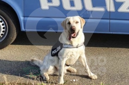CASELLE - La Polizia di Stato dice addio all'agente a quattrozampe Aaron: aveva 7 anni - FOTO