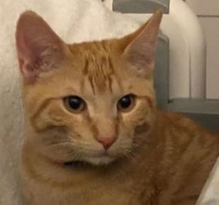 VENARIA - E' scappato il gatto «Rossetto»: l'appello dei proprietari