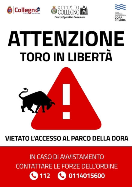 COLLEGNO - Toro scappato dal Parco della Dora: parco chiuso per le ricerche