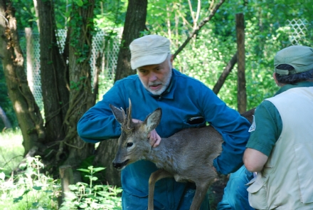 GRUGLIASCO - Liberati quattro giovani caprioli, curati dal Centro Animali Non Convenzionali