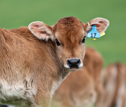 COLLEGNO - Toro scappato dal Parco della Dora: ricerche in corso