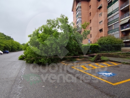 PAURA A VENARIA - Maltempo, albero cade su tre auto in via Paganini - FOTO