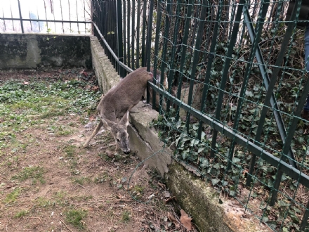 RIVOLI - Una giovane femmina di capriolo intrappolata nel cancello di una villetta - FOTO