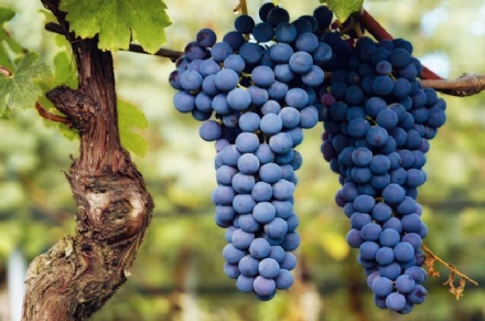 E' salva la vendemmia 2022 del Barbaresco