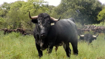 DRUENTO-SAN GILLIO - Abbattuti gli ultimi due tori fuggiti a maggio da un maneggio