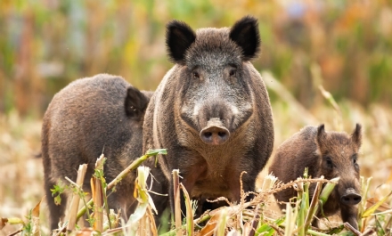 VENARIA - A fine mese la prima «Sagra del Cinghiale»: dura protesta degli animalisti