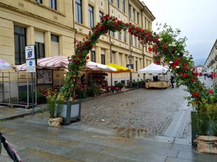 VENARIA - Un week-end con la “Festa delle Rose», nonostante la pioggia: il programma completo