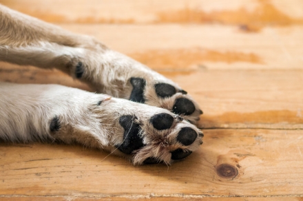 TRAGEDIA A RIVOLI - Viene morso dal cane: lo uccide con delle coltellate e lo brucia