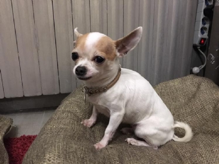 RIVOLI - I ladri rapiscono un chihuahua in un'abitazione di piazza Cavallero: l'appello della proprietaria