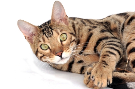 COVID - Primo caso di variante inglese in un gatto: individuato dall'Istituto Zooprofilattico