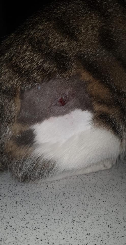 DRUENTO - Gattina di nove mesi ferita da un colpo di carabina