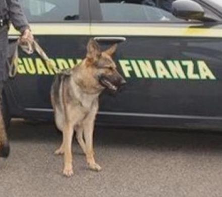 RIVOLI-LA CASSA - Controlli antidroga sui bus: identificati 40 studenti, uno segnalato per marijuana