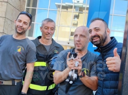 RIVOLI - Salvato il gattino che da giorni viveva sul tetto del palazzo «Ex Tim»