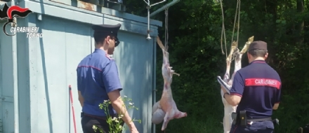 CASELLE - Macelleria abusiva per la «Festa del Sacrificio»: quattro denunciati