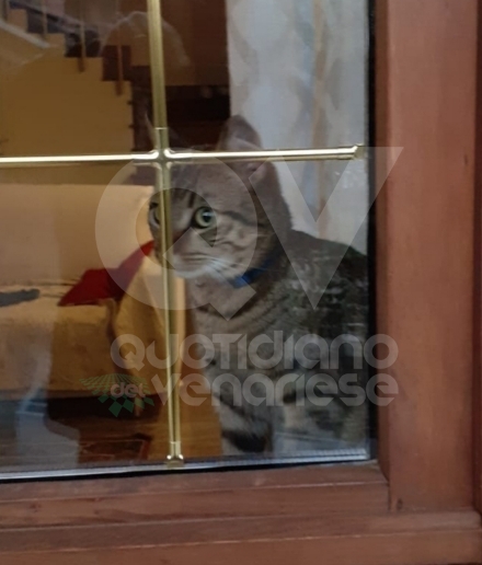 VENARIA - Il gattino Simba è tornato a casa: trovato da un passante in via Boccaccio