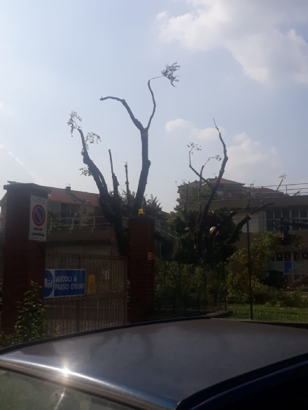 VENARIA - L'albero pericoloso nella scuola Gramsci è stato finalmente potato