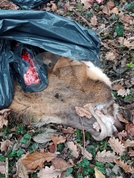 GIVOLETTO - Giallo in strada degli Anterei: animale scuoiato e chiuso in un sacco nero FOTO
