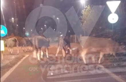 VAL DELLA TORRE - Mandria di mucche invade la provinciale
