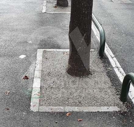 VENARIA - Cemento attorno agli alberi in corso Matteotti? No, è un materiale testato dagli agronomi...