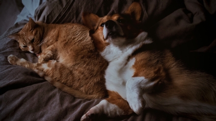 Imparare ad addestrare il proprio animale domestico: sì ai corsi online