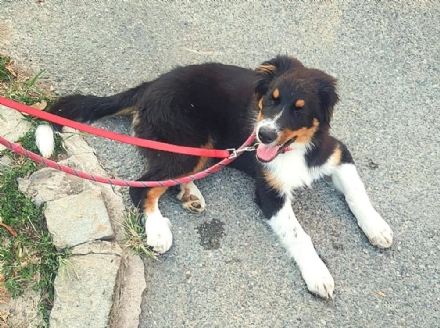 VENARIA - Lega il cane ad una ringhiera, lo abbandona e scappa in auto: indaga la polizia locale