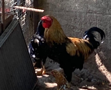 CASELLE - Il gallo «canta» e disturba i vicini, che chiamano i civich: volatile «sfrattato»