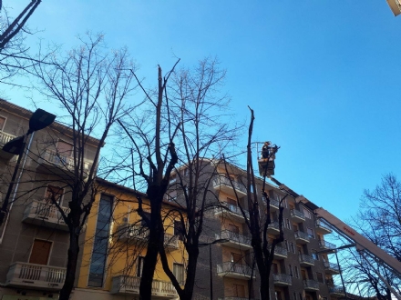 VENARIA - Piano potature: 60 alberi abbattuti perché malati: «Verranno tutti sostituiti»