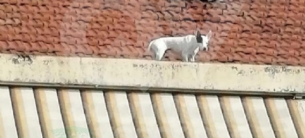 VENARIA - Il cagnolino si fa «un giro» sul tetto: salvato dal volontario di Agriambiente Torino