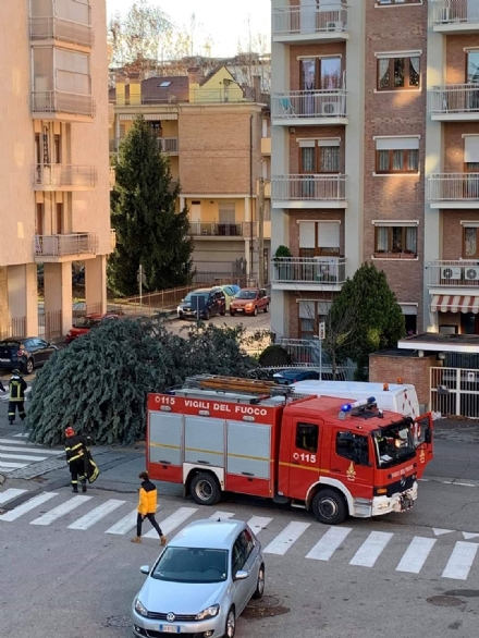 ZONA OVEST - Raffiche di vento: alberi caduti a Collegno, Pianezza, Givoletto e San Gillio