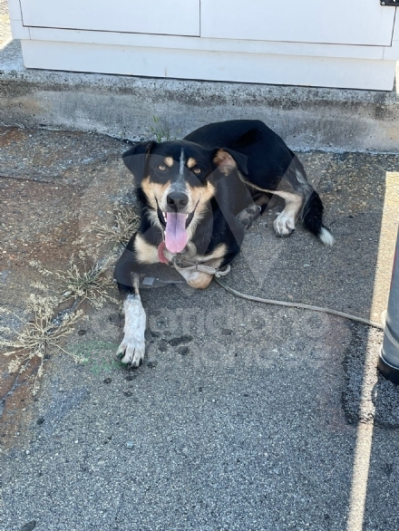 BORGARO - Cagnolino abbandonato vaga per la tangenziale: salvato dalla polizia stradale - FOTO