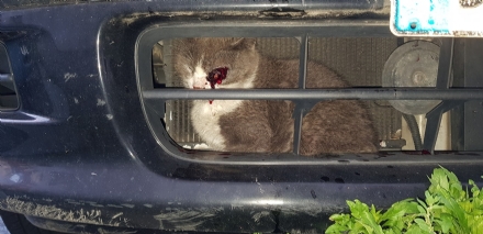 RIVOLI - Incastrato nel radiatore di una macchina: gatto salvato dai vigili del fuoco