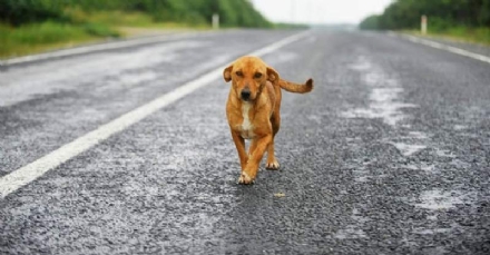 GIVOLETTO - Cane investito da un'auto pirata: morto prima di arrivare in clinica veterinaria